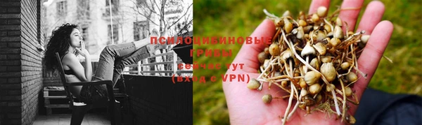 хмурый Нефтекумск